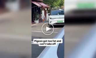 In China, a body-positive pigeon was spotted