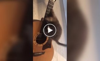 Котенок-гитарист