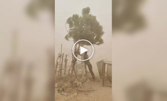 Индиец бросил вызов песчаной буре