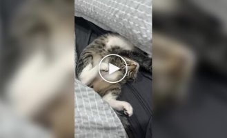 Подборка спящих кошек