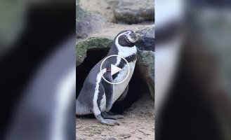 Пингвин украл камушки из домика соседа