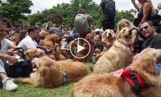 В Буэнос-Айресе установили мировой рекорд по количеству золотистых ретриверов