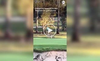 Кенгуру против флагштока