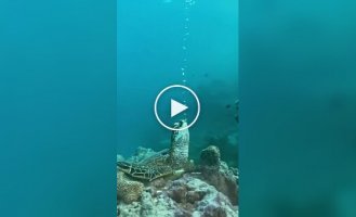 Turtle sleeps underwater