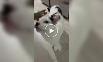 Кошка с необычным нервным тиком