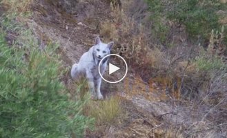 A rare Iberian lynx with light fur was filmed for the first time in Spain
