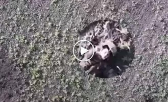 A Russian on the battlefield makes an obscene gesture at the camera of a Ukrainian drone, and a moment later dies, torn apart by a drop