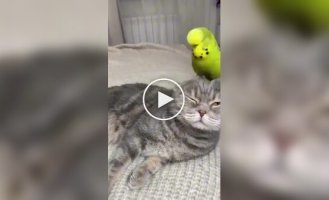 Cats and parrots under one roof