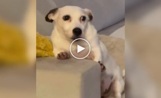 Пес не успел спрятаться от детей