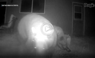 Камера сняла медвежье семейство вместо лепрекона