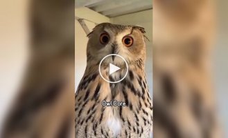 Смешные и милые совы