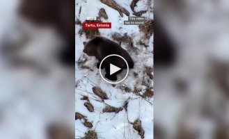 В Эстонии сняли на видео медведя, только что проснувшегося после зимней спячки