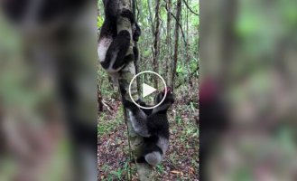 Найбільші лемури на планеті: як виглядають і звучать індрі