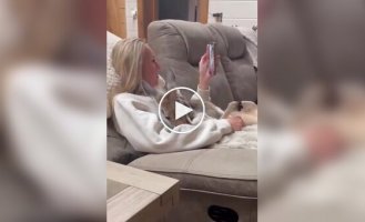 В Австралии кенгуру не одобрил ласки к своей «подруге»