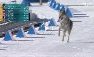 Собака ворвалась в командный спринт на Олимпиаде