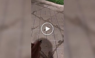 Жаба с лазерным наведением