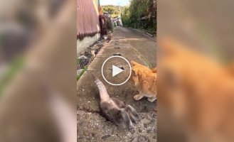Тайное место уличных кошек в Японии