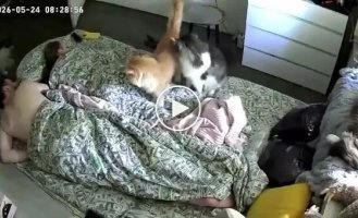 Fluffy alarm clocks.