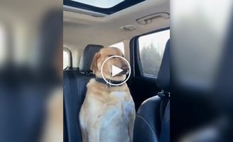 Пес с подозрением смотрит на хозяйку