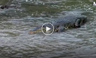 Отважные выдры против крокодила