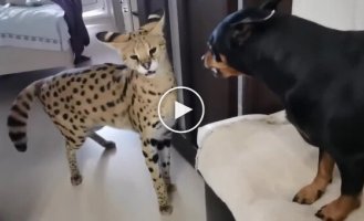 Сервал смог успокоить агрессивного пса