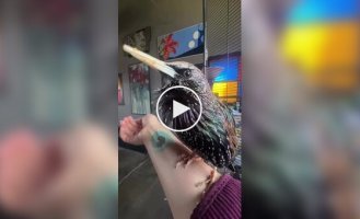 Включите это своей собаке: Невероятные звуки природы