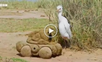 В дебрях африканской саванны даже слоновьи экскременты могут оказаться не тем, чем кажутся