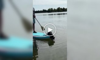 Мотор мощностью в одну кошачью силу