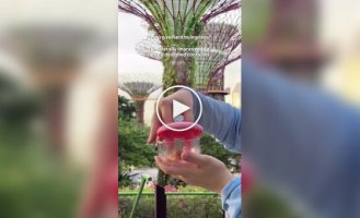 A funny container lid