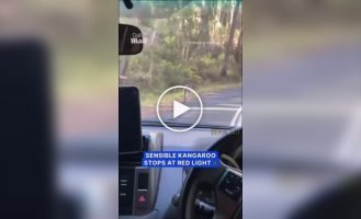 A kangaroo that obeys traffic rules