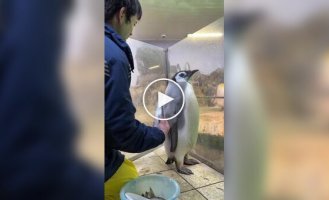 Четырехмесячному пингвину не нравится рыба