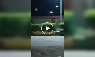 Cow scares lions in India