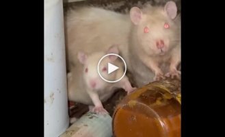 Щури розплодилися в житловому будинку в США