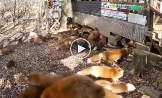 Обстановка в деревне лис в Японии