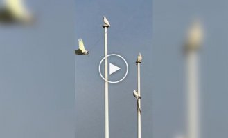Попугай качается на веревке, прикрепленной к флагштоку