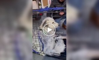 A dog found a home after years in a shelter