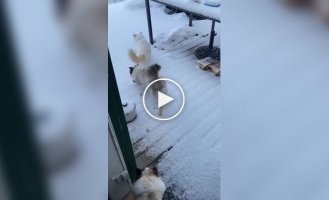 Cat Loves winter walks, but hates snow