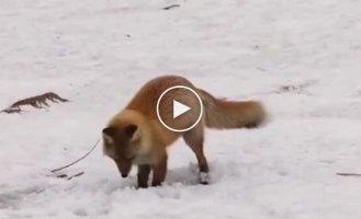 Лиса охотится на грызуна