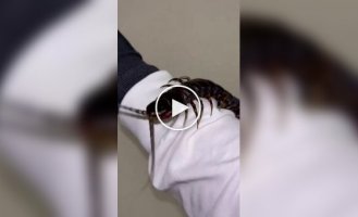 Самая большая сколопендра в мире