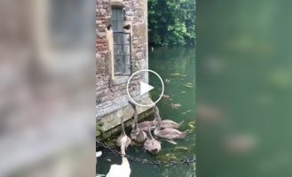 Лебеди звонят в колокол, чтобы получить еду