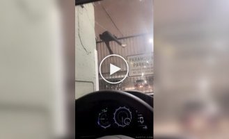 An escape attempt ended in a funny incident