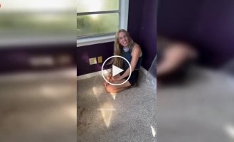 A sweet find: a bee kingdom was discovered under the floor of a house