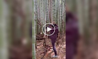Точная рубка бамбука катаной — демонстрация настоящего мастерства