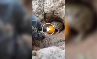 Active defense of fruit