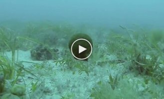 Способ передвижения морских гребешков