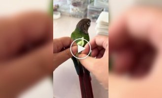 A woman showed how she changes a parrot's diaper