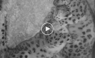 Типичная сцена из жизни семьи снежных барсов