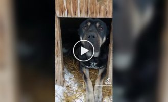 Рейдерське захоплення будки: коти окупували сторожового пса