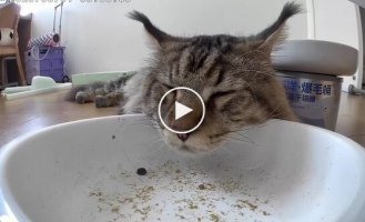 Кот спит рядом с автоматической кормушкой