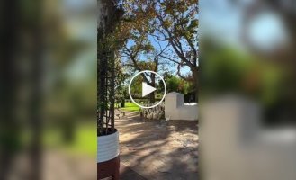 Пернатые сотрудники винодельни